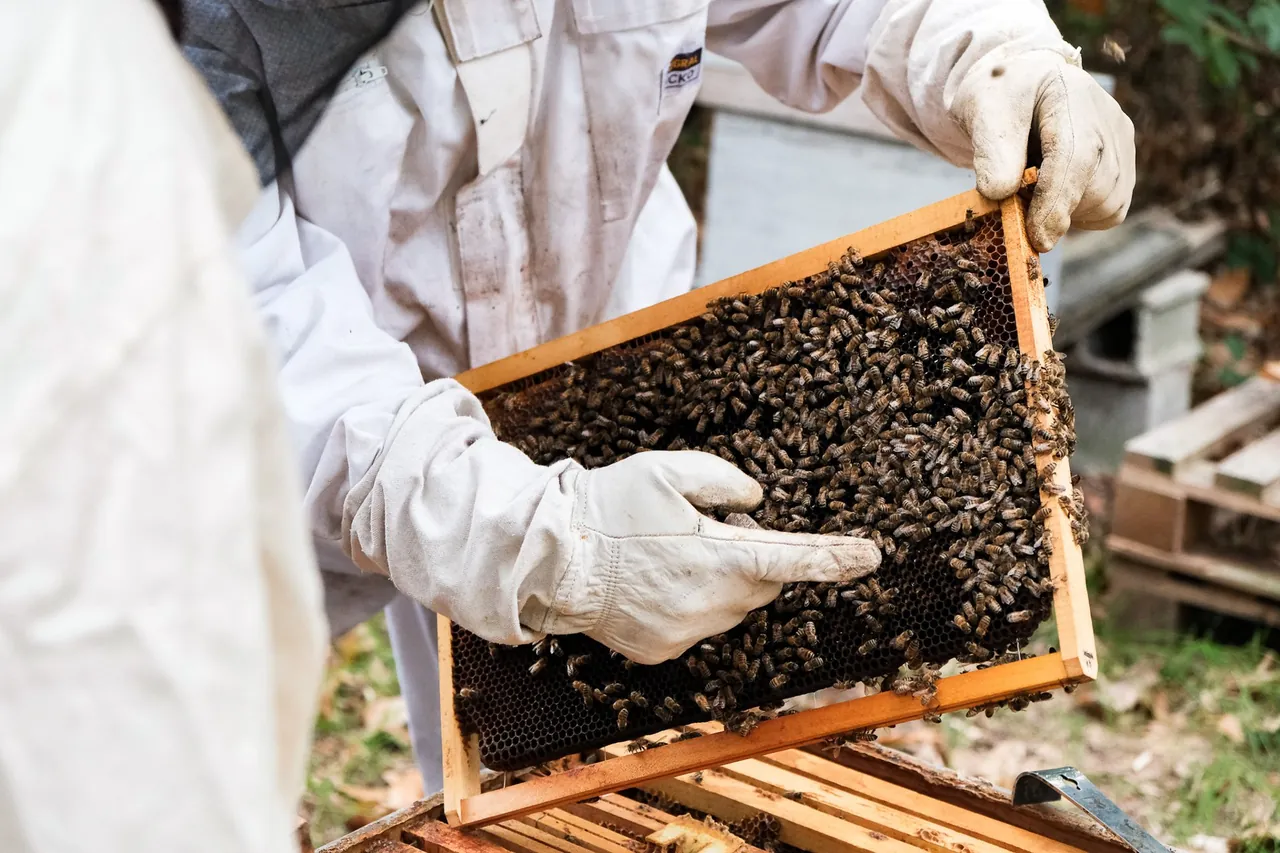 Apiculteur tenant un cadre de ruche couvert d'abeilles